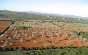 Die Mandelblte auf Mallorca